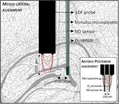 Age-Dependent Impairment of Neurovascular and Neurometabolic Coupling in the Hippocampus